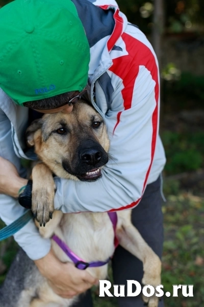 Мила самая милая и добрая собака ищет дом! изображение 3