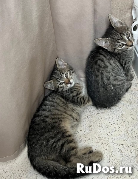 Ника и Сима ищут дом и самых лучших хозяев изображение 7