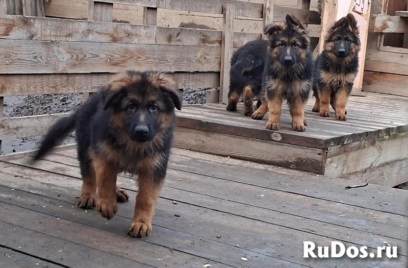 Щенки немецкой овчарки в иркутске изображение 4