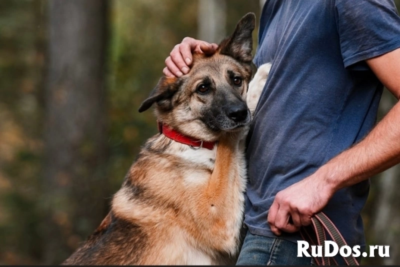 собака сидит всю жизнь в приюте подарите ему дом изображение 3