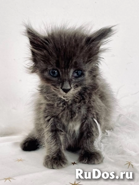 Отдаю в добрые руки чудесных малышей. изображение 8