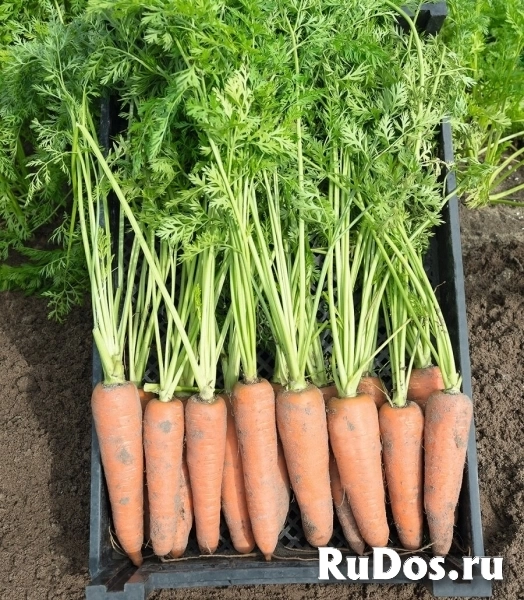 Морковь канада F1 2,0-2,2 (1 000 000 семян) Bejo фото
