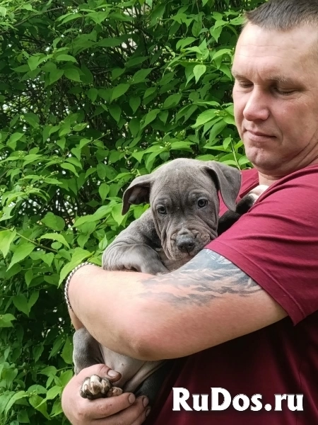 Милая голубая девочка  Амстаффтерьера  ркф изображение 6