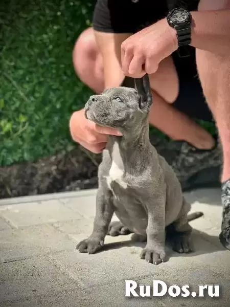 Щенки кане корсо обоих полов фотка