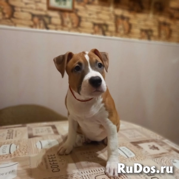 Красивые рыжие щенки Амстаффтерьера ркф изображение 3