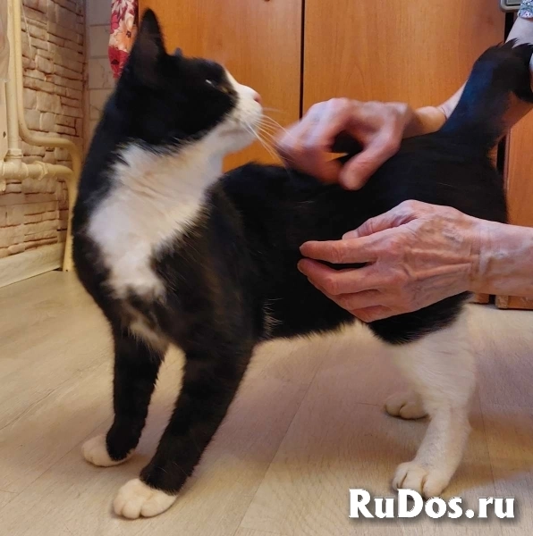 Хороший котик Маркиз (10 мес.) в добрые руки! изображение 3