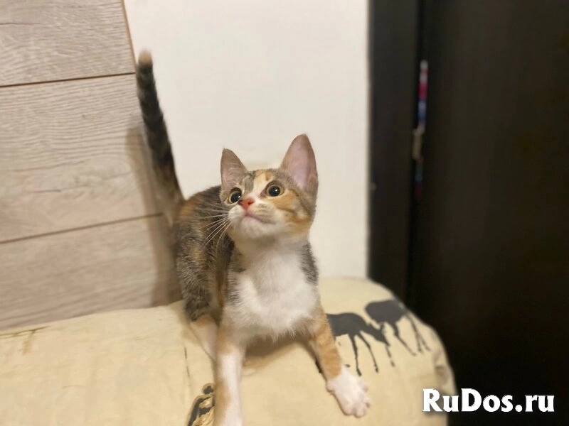 Ищут дом два чудесных котенка Тигра и Нычка. изображение 5