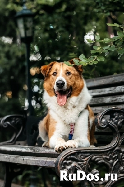 Байрон в поиске дома фотка