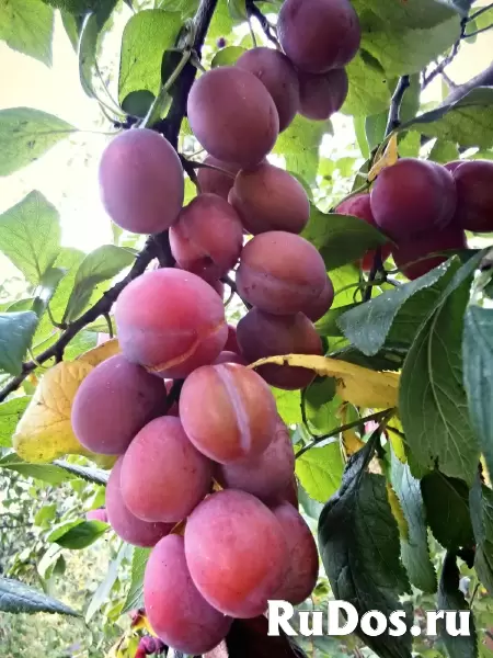 Продам участок изображение 5