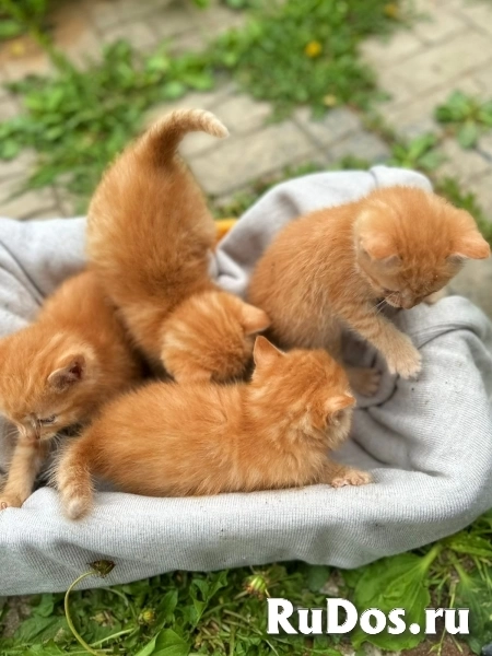 Подарим хорошим и добросовестным людям рыжих, прелестных котят изображение 8