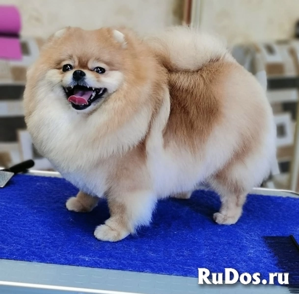 Щенки мини шпица в иркутске изображение 3