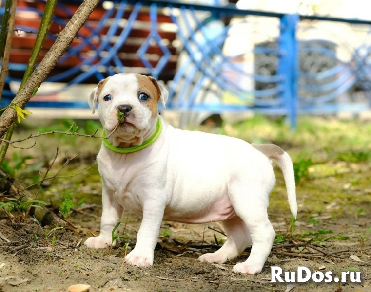 Милые детки Амстаффтерьера ркф изображение 9