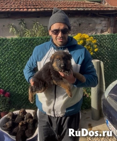 Немецкая овчарка изображение 7