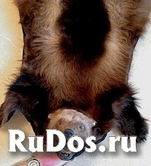 , частное объявление изображение 3