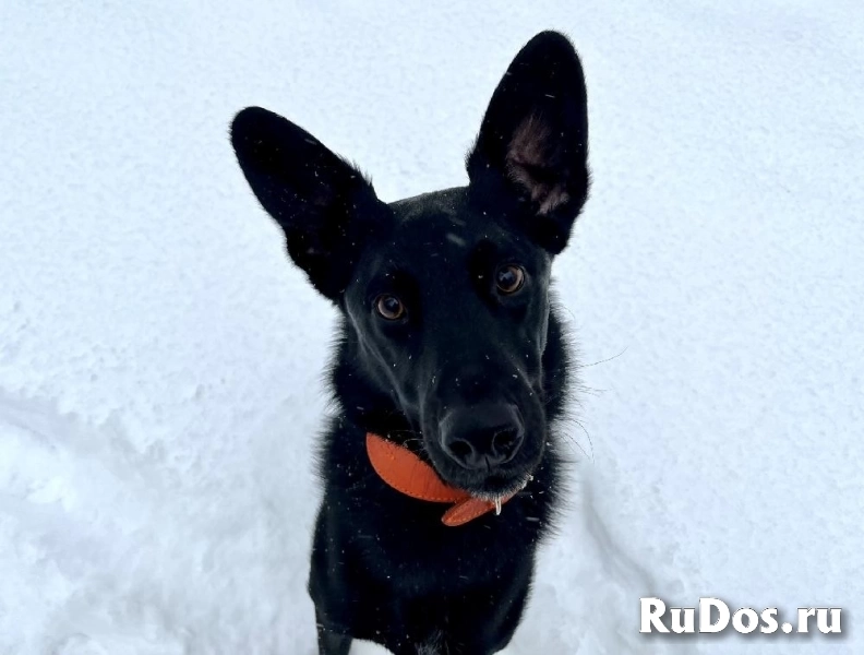 Красивый черный пес со смешными ушами по имени Морис ищет дом. изображение 3