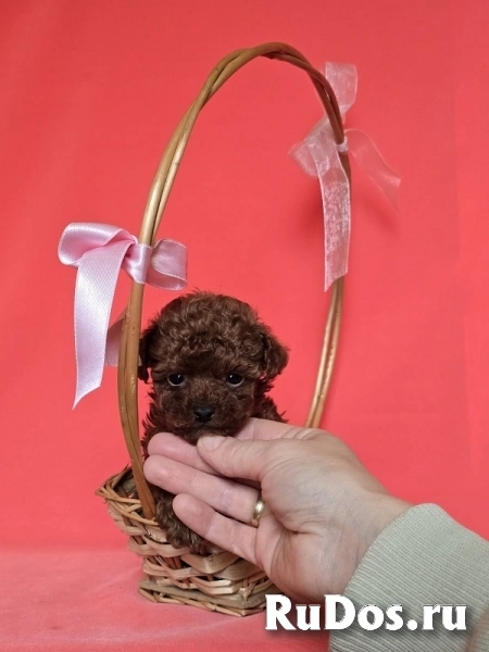 Красный карликовый пудель изображение 7