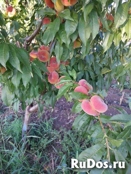Продам персик (инжирный,нектарин),алычу, абрикос, сливу. фотка