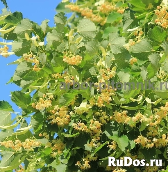 , купить растения картинка 10 , купить растения изображение 10