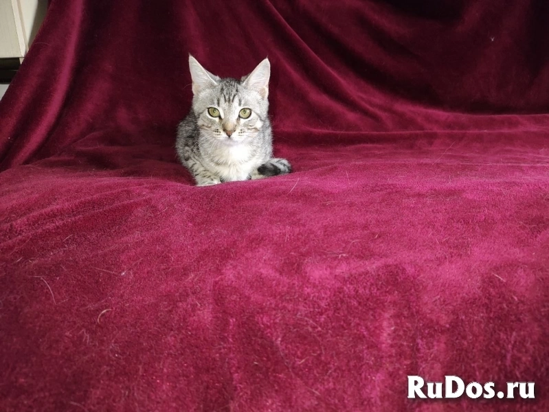 Котенок в добрые руки фотка