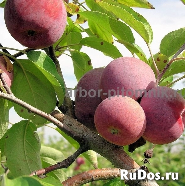 Саженцы яблони из питомника, с доставкой и посадкой по низкой цене изображение 10
