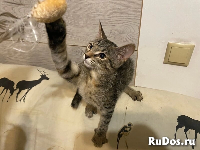 Ищут дом два чудесных котенка Тигра и Нычка. изображение 9