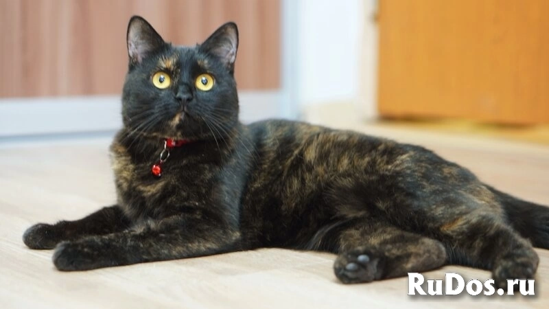 Замечательная молодая кошечка Плюша ждёт свою семью. изображение 3