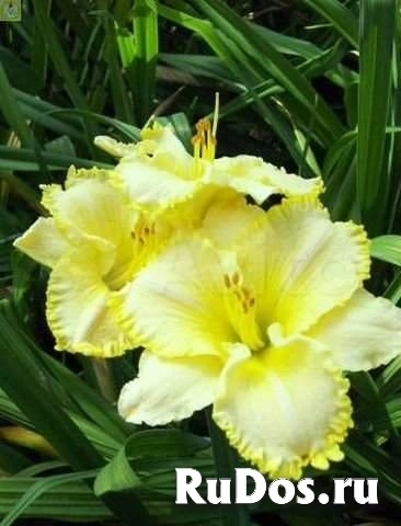 Hemerocallis Villa Vanilla-Лилейник Villa Vanilla фотка