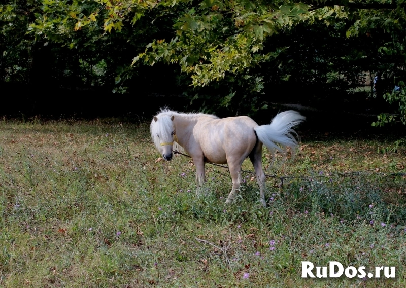 Качественные фото домашних любимцев изображение 7