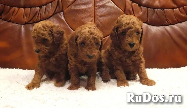 Красные пудели фото