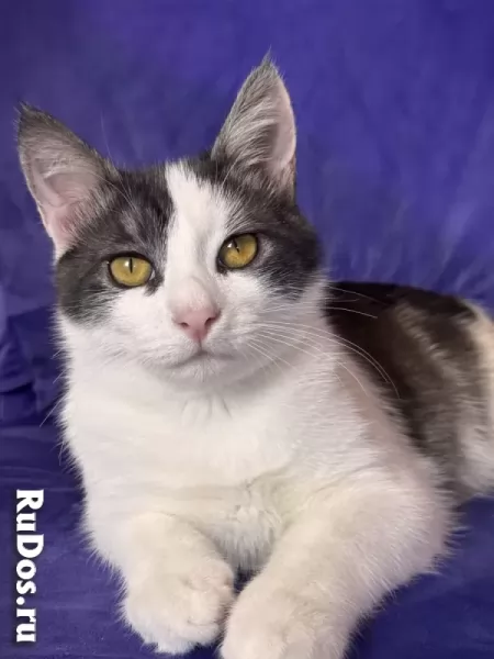 Замечательный котенок Лунтик  ищет дом! изображение 3