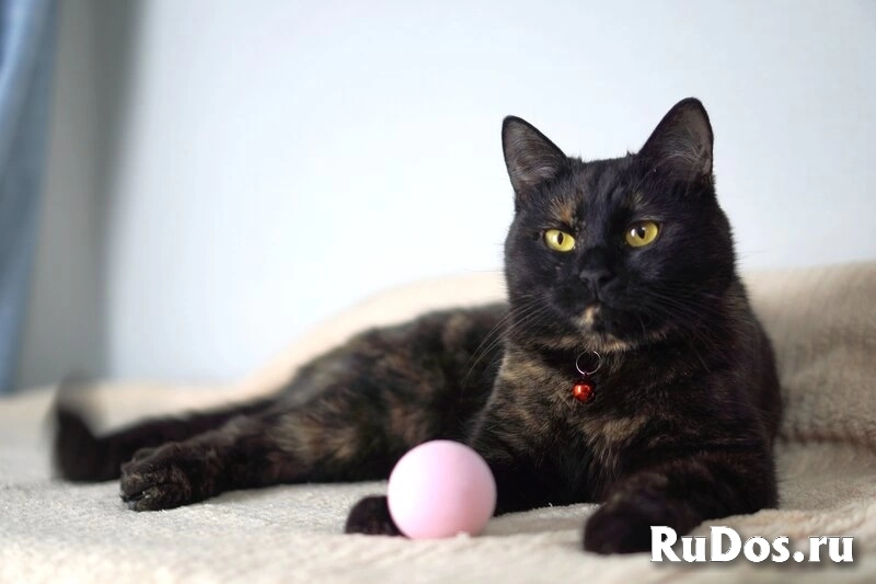 Замечательная молодая кошечка Плюша ждёт свою семью. изображение 4