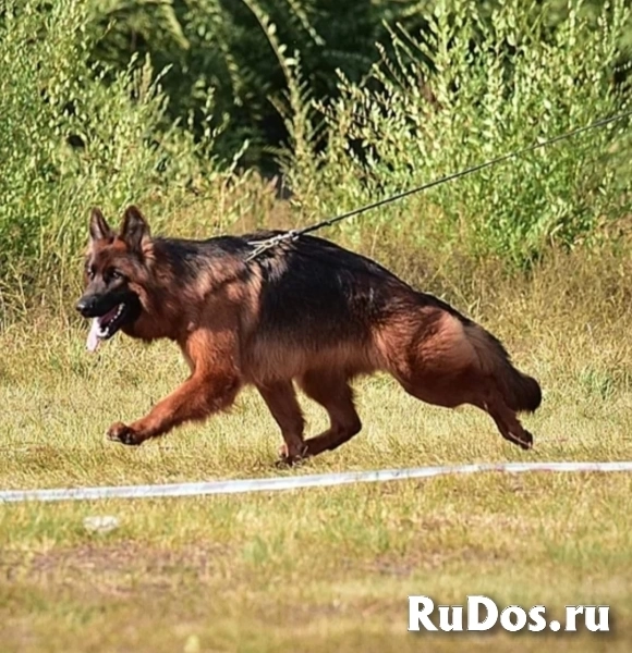 Щенки немецкой овчарки в иркутске изображение 8