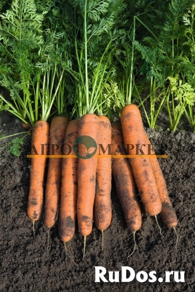 Морковь намур F1 2,2-2,4 (1 000 000 семян) Bejo фото