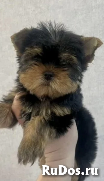 Щенки йорки мини в иркутске изображение 6