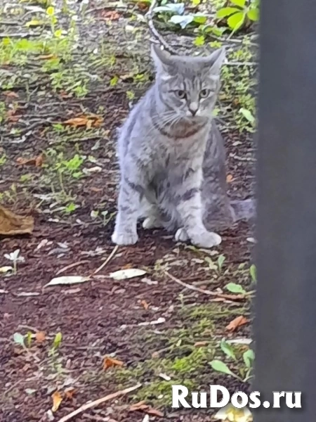 Кошке Дымке (2 года) нужен дом изображение 3