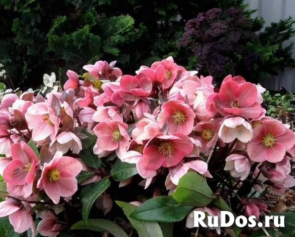 Саженцы морозник Dorothy's Dawn фото