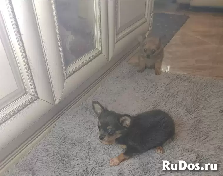 Милые щеночки Чихуахуа изображение 3