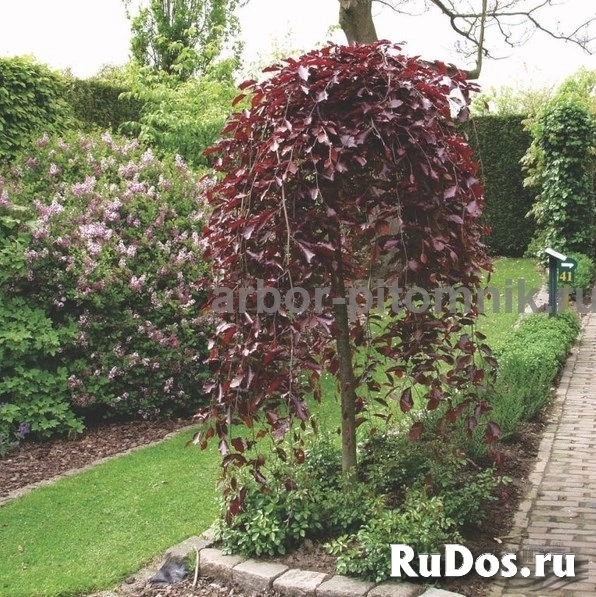 Саженцы яблони из питомника, с доставкой и посадкой по низкой цене фото