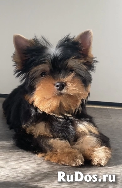 Щенки йоркширского терьера изображение 8