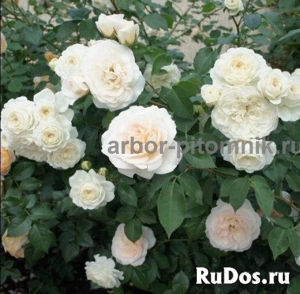 , купить растения изображение 11