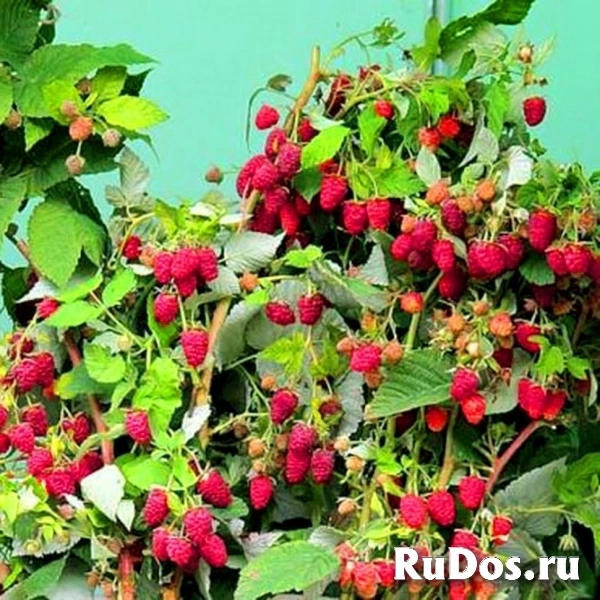 Плодово-ягодные кустарники малины фото