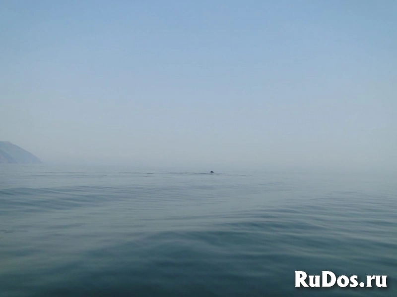 Навстречу китам! Авторский тур по акватории Охотского моря. изображение 8
