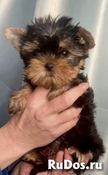 Щенки йорки мини в иркутске изображение 5
