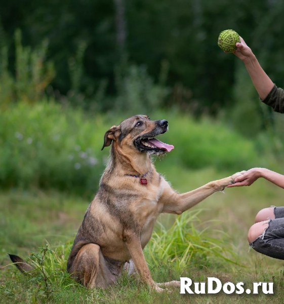 Молодая, умная, активная собака Груша в самые добрые руки! изображение 4