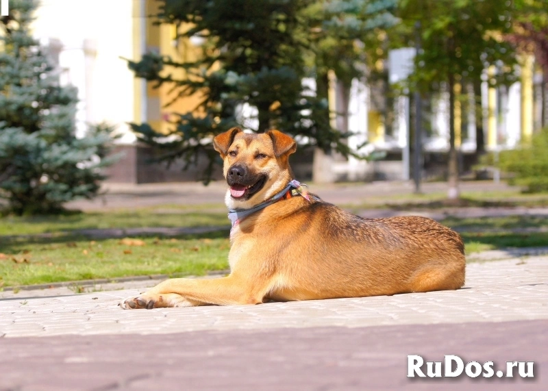 Классная веселая собака Рекси ищет дом фотка