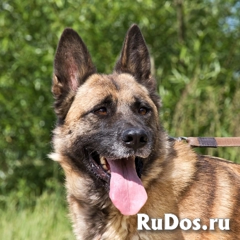 Молодой метис овчарки пёс Рич в добрые руки фото