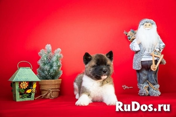 Американская акита изображение 3