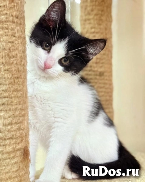котята в поисках дома изображение 3