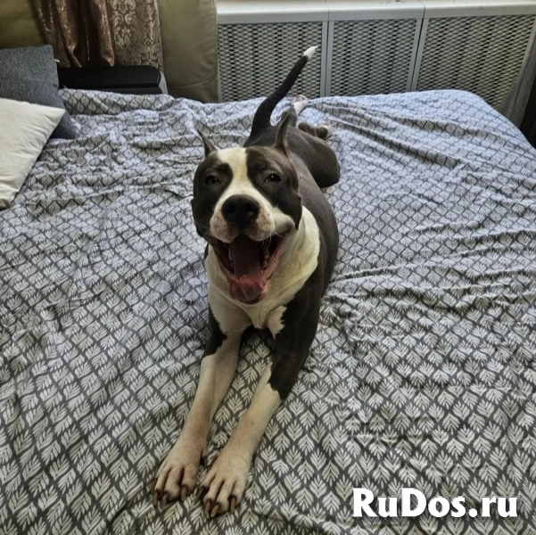 Шикарный  голубой кобель Амстаффтерьера изображение 5