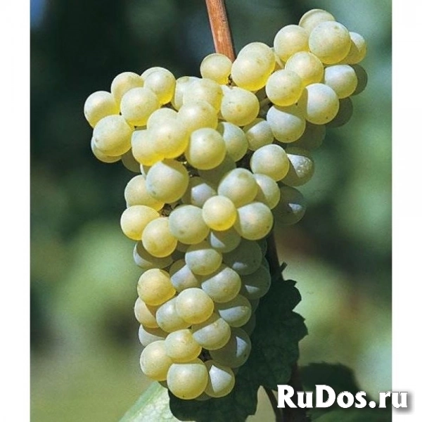 продам виноград фото